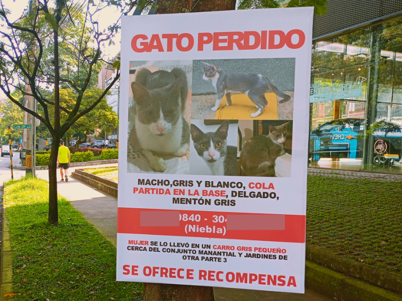 gato perdido